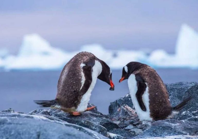 Los pingüinos se arrodillan para declararse a su pareja