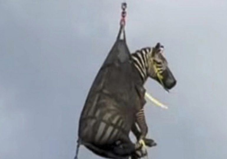 Ed, la cebra fugitiva, es capturada tras una semana de fuga por Tennessee