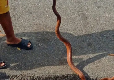Serpiente aparece en edificio de Villa Consuelo y activa las alarmas de los residentes