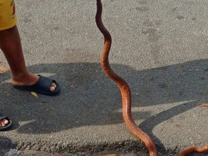 Serpiente aparece en edificio de Villa Consuelo y activa las alarmas de los residentes