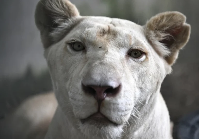 Tailandia, presa de la sobrepoblación de leones domesticados