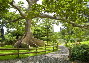 PLD asegura que protegió el Jardín Botánico durante ampliación vial y pide al Gobierno buscar consenso