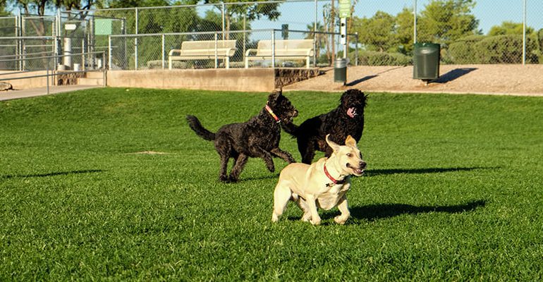 La Alcaldía de Santo Domingo Norte celebrará este domingo el Gran Día Canino en el Parque Mirador del Norte