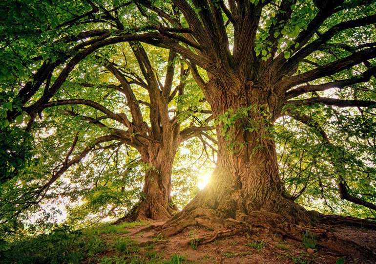 Fundación Eco-Bahia celebra el Día del Árbol con conciencia y acción en Riviera Maya