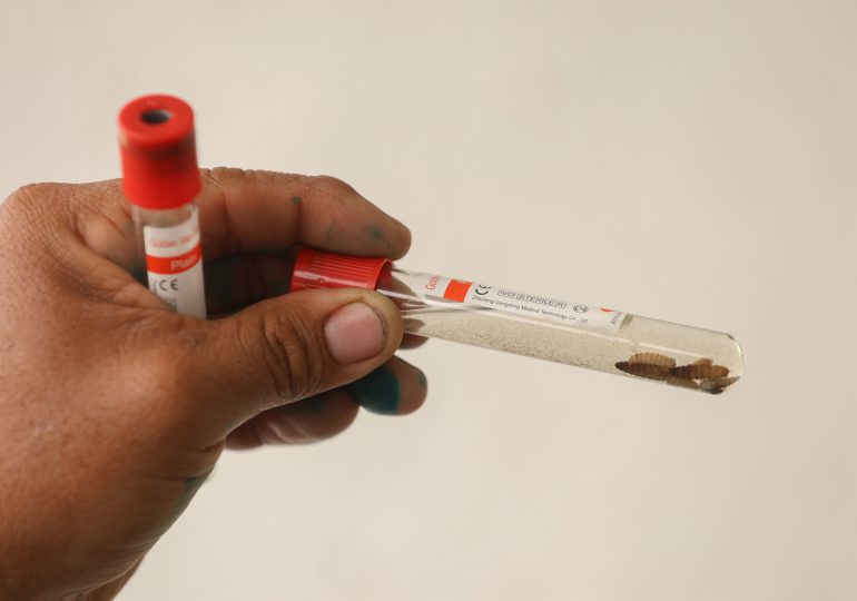 La plaga del gusano barrenador acecha a los humanos