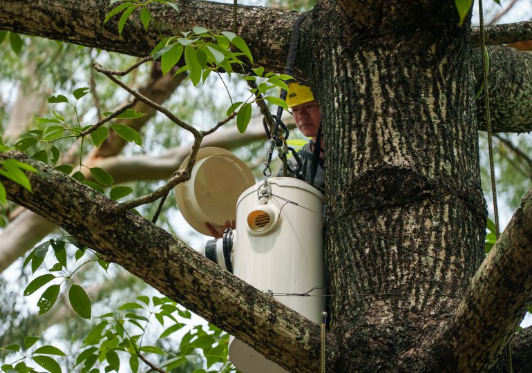 Nidos artificiales en Hong Kong para salvar a sus amenazadas cacatúas