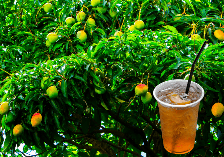 Té de hojas de mango: una infusión natural con beneficios para la salud