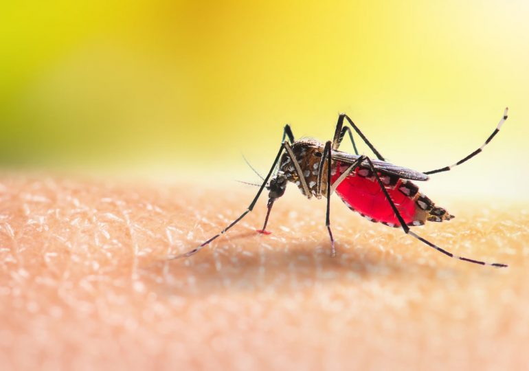 Salud Pública reporta 697 casos de malaria y 165 de dengue en lo que va de 2025