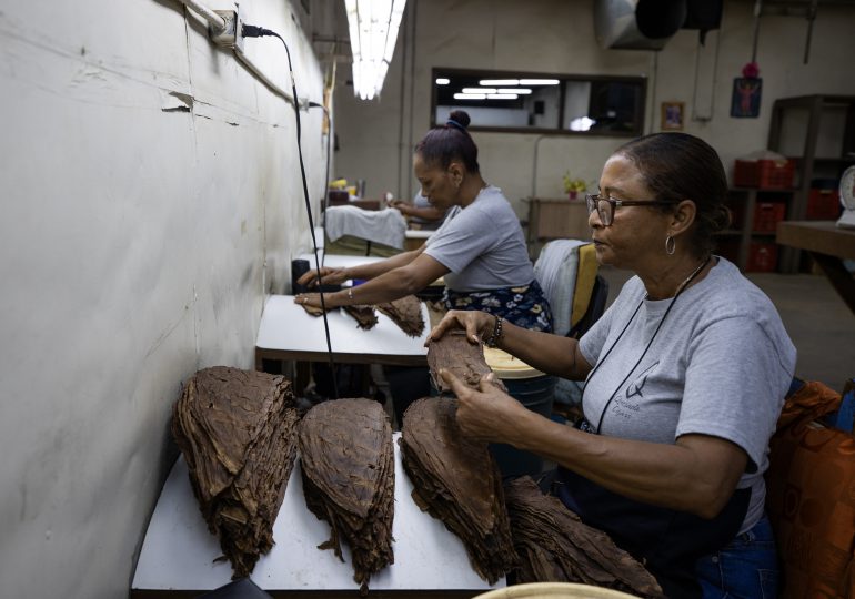 El tabaco dominicano vive su mejor momento con cifras récord de exportaciones