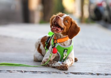 'Manchas', el primer perro buscafugas de agua en México