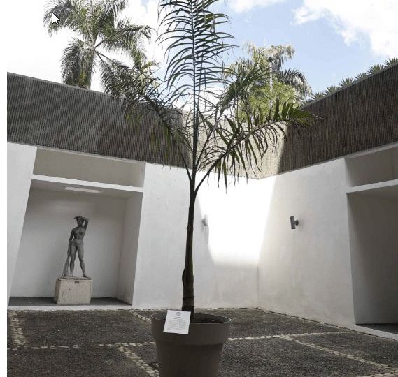 Jurados defienden premio a la obra “Lo que no se saca de raíz, vuelve a crecer” en la Bienal