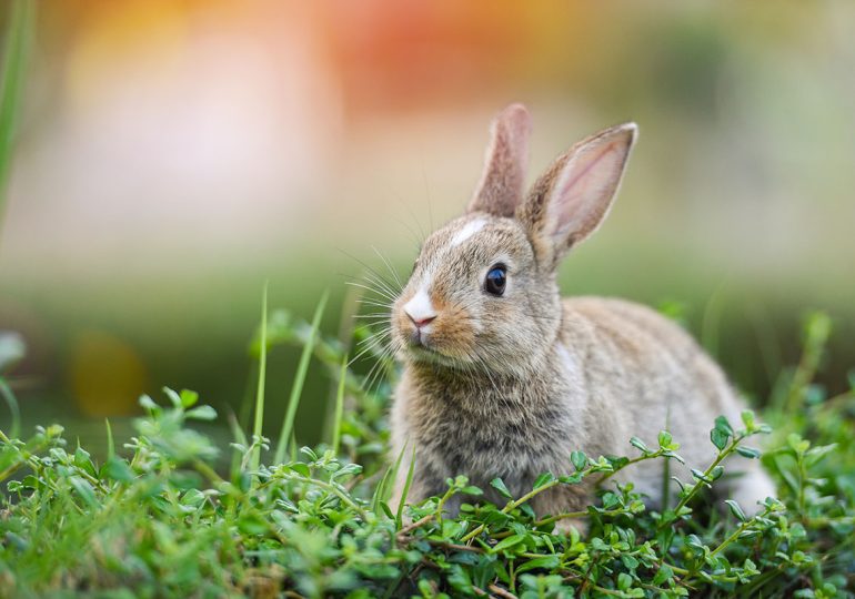 Día Internacional del Conejo: una fecha para proteger a esta especie noble e inteligente