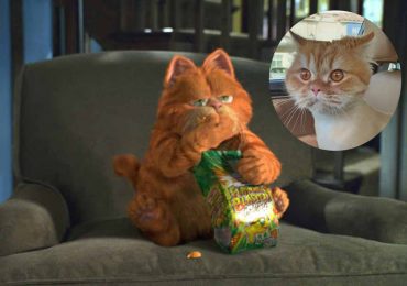 Las razas reales de los gatos más famosos de los dibujos animados