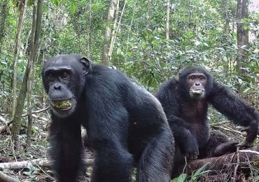 Los chimpancés consumen alcohol de manera natural a través de la fruta, revela un estudio