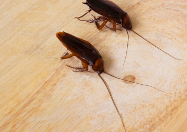 Descubriendo el mundo íntimo de las cucarachas: Cómo se aparean y reproducen