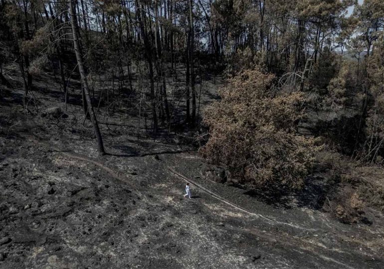 Un estudio indica que los bosques tardan más en recuperarse tras los incendios forestales