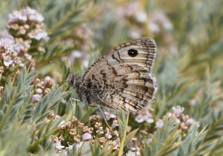 Un 10 % de abejas silvestres y un 15 % de mariposas en Europa, en peligro de extinción