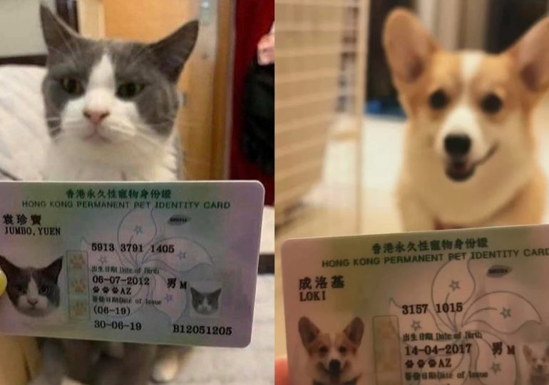 Lanzan en Hong Kong innovadoras tarjetas de identificación para animales