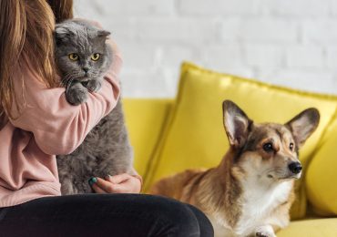 Cómo proteger a tus mascotas durante la tormenta tropical Melissa en República Dominicana