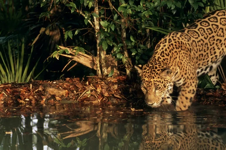 Declive de vida silvestre en medio de puntos positivos