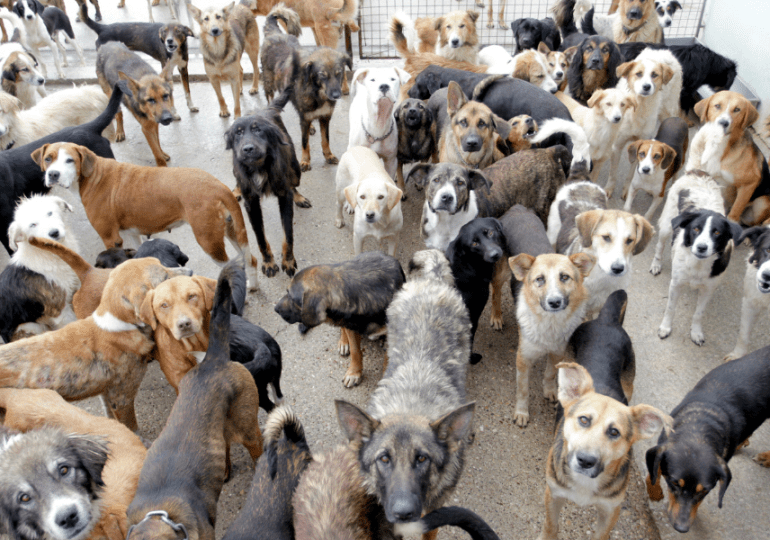 La policía española halla 250 animales muertos en un "criadero del horror"