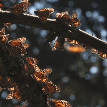 Video | National Geographic y Jaime Rojo presentarán en Santo Domingo la experiencia visual “Tras las Monarcas”