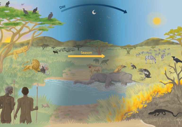 "Comer carroña nos hizo humanos", según una investigación multidisciplinar