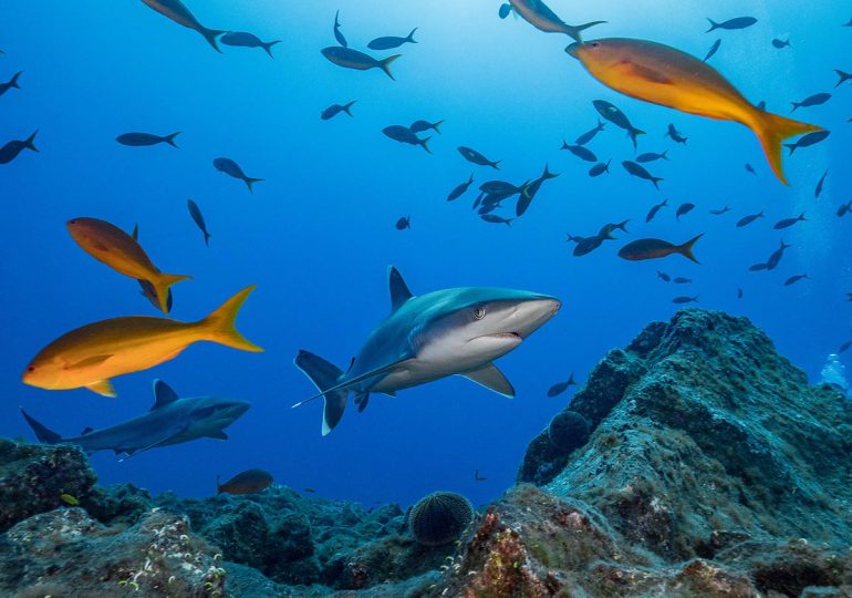 Video | Galápagos, Malpelo y Revillagigedo, entre áreas de mayor cantidad de tiburones del planeta