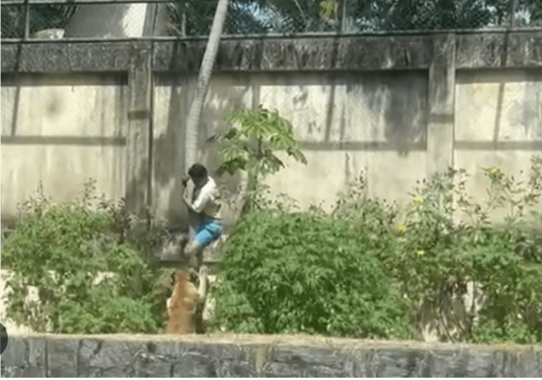 Un hombre muere tras invadir el recinto de una leona en un zoológico en Brasil