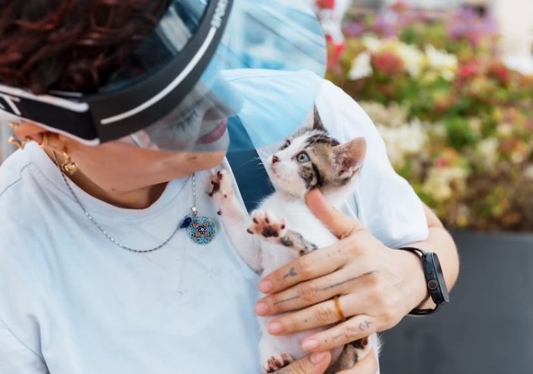 Alcaldía del Distrito Nacional invita a jornada de bienestar para perros y gatos