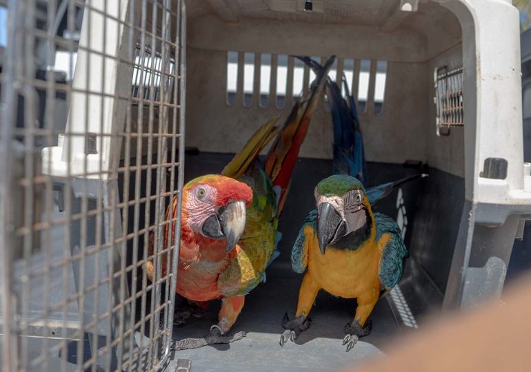 Medio Ambiente hace llamado al registro obligatorio de animales exóticos en el país