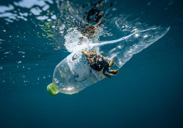 Tres 'terrones de azúcar' de plástico son suficientes para matar a un ave marina