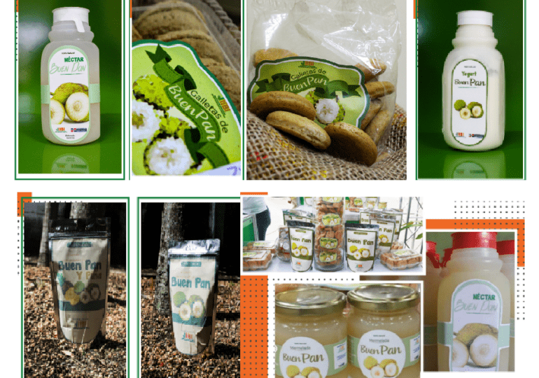 El IIBI impulsa el desarrollo agroindustrial del “Buen Pan” o Castaña de Masa