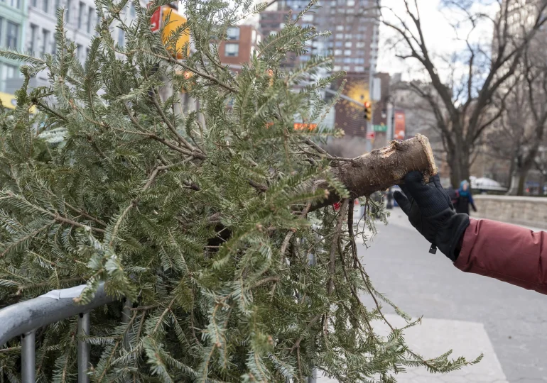 Video | Del salón a la trituradora: Nueva York recicla árboles de Navidad para nutrir sus parques