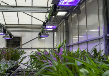 Plantas que 'respiran' nitrógeno y tomates que resisten la sal, la agricultura del futuro