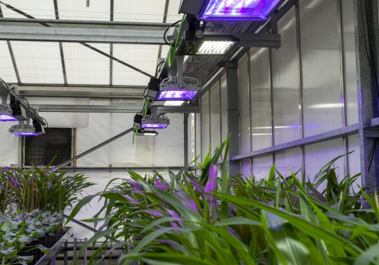 Plantas que 'respiran' nitrógeno y tomates que resisten la sal, la agricultura del futuro