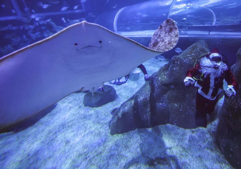 Video | Papá Noel celebra la Navidad en Brasil rodeado de tiburones