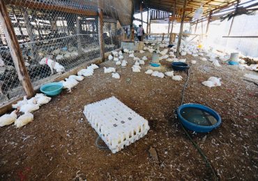 Vendedores de pollo en granja de Dajabón denuncian escasez del ave; temen afecte navidad