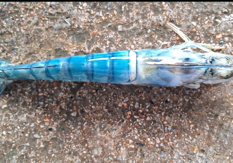 UNPHU recibe Sello ABS RD por investigación sobre el riesgo invasor del camarón tigre gigante