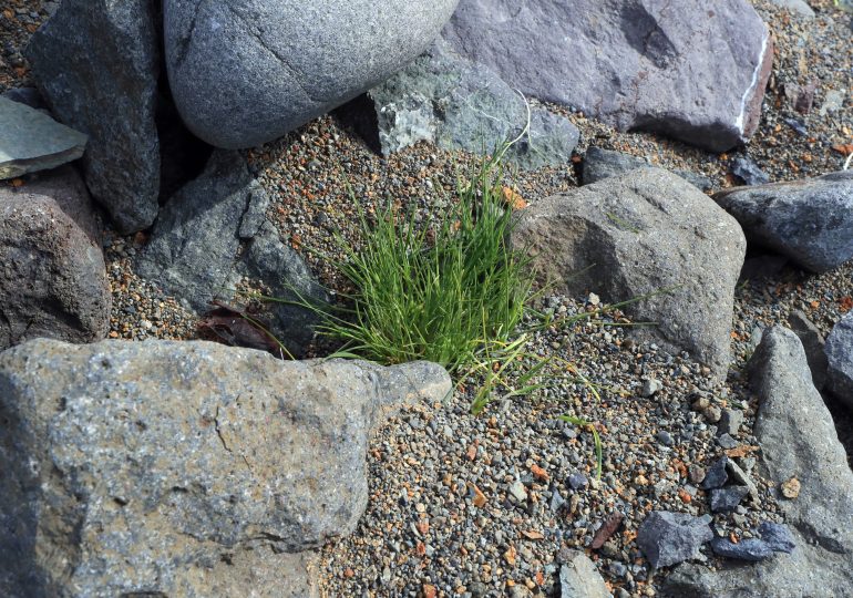 La Antártida alberga 107.000 hectáreas de vegetación, según revela un estudio inédito