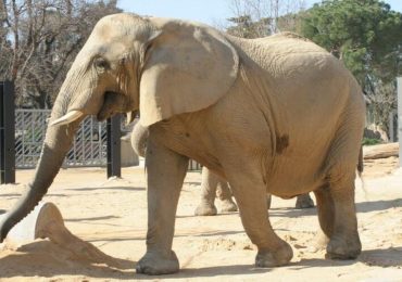 Muere en el Zoo de Barcelona la elefanta africana Susi, de las más longevas de Europa