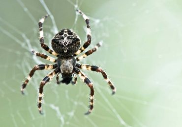 ¿Qué significa soñar con arañas? Interpretaciones según el contexto del sueño