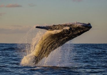 Las ballenas jorobadas encuentran refugio vital en aguas dominicanas
