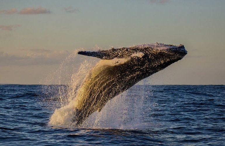Las ballenas jorobadas encuentran refugio vital en aguas dominicanas