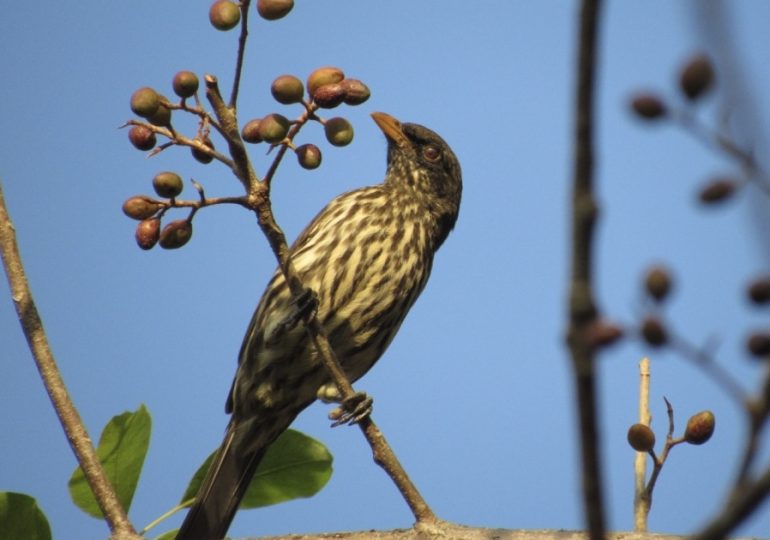 Medio Ambiente insta a conservar vida silvestre del ave Cigua Palmera