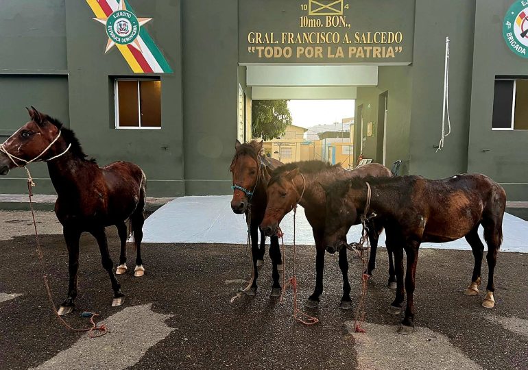 Video | Ejército frustra robo de animales y recupera caballos en Dajabón