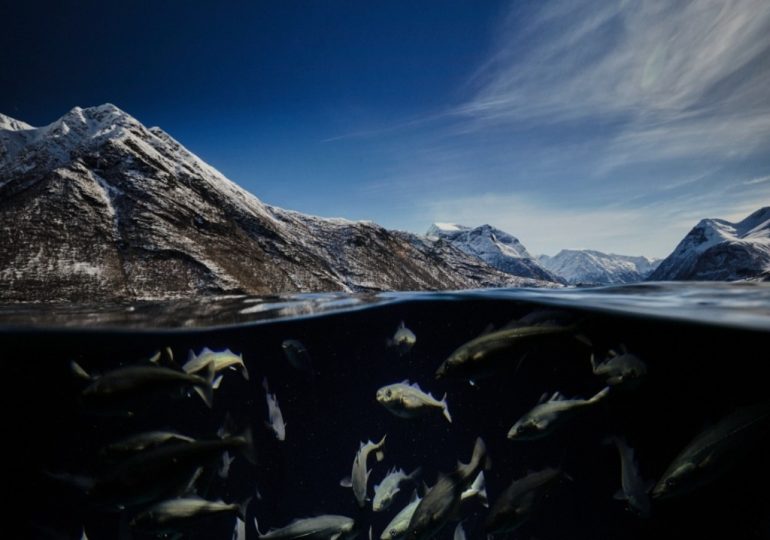 El origen como garantía: Bacalao proveniente de Noruega: cómo reconocer lo auténtico