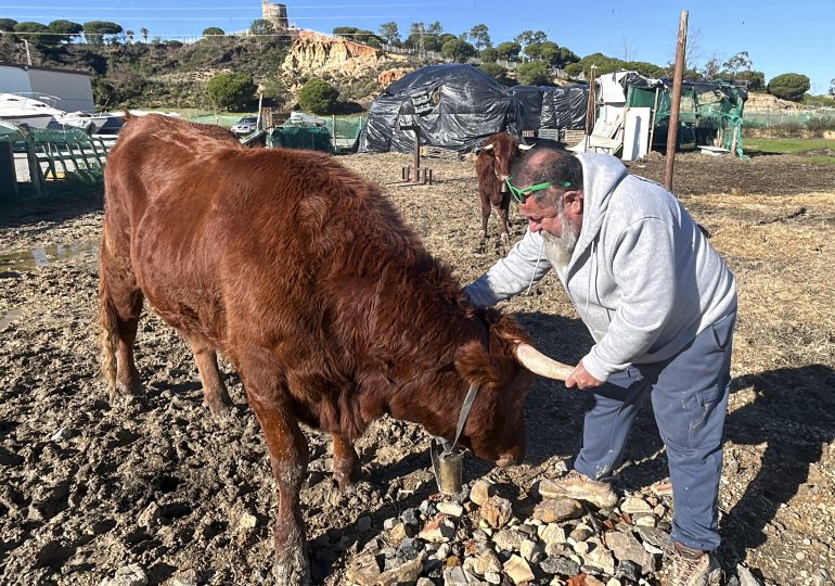 Un español convierte dos vacas en mascotas para salvarlas del sacrificio