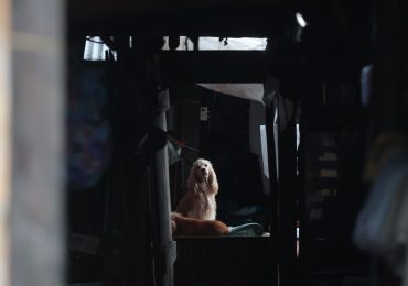 Estudio científico revela que los perros afectan a la calidad del aire en interiores