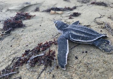 Tortugas marinas: Un triunfo silencioso en las costas dominicanas